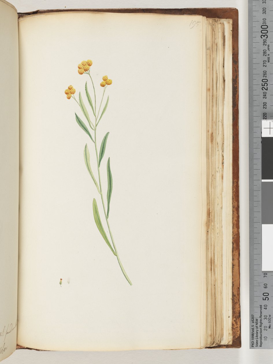 Page 195. Plante non identifiée - Unknown