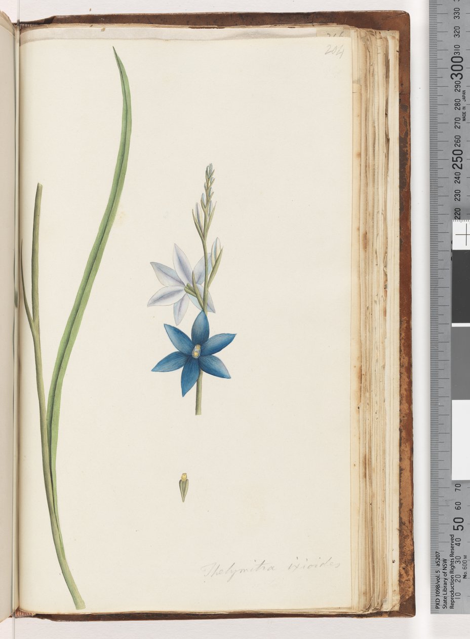 Page 204. Thelymitra ixiodes / Orchidée du soleil tachetée - Unknown artist