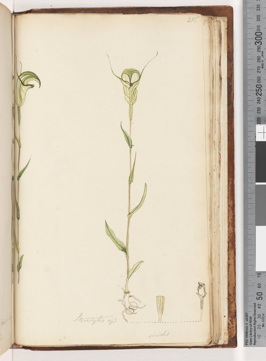 Page 215. Pterostylis op / viridis - Unknown artist