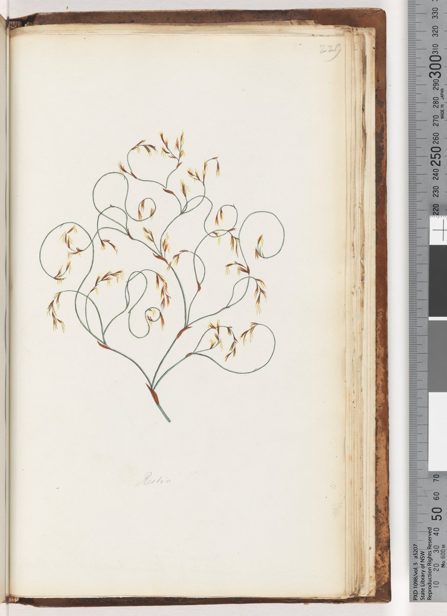 Page 229. Restio - Unknown artist