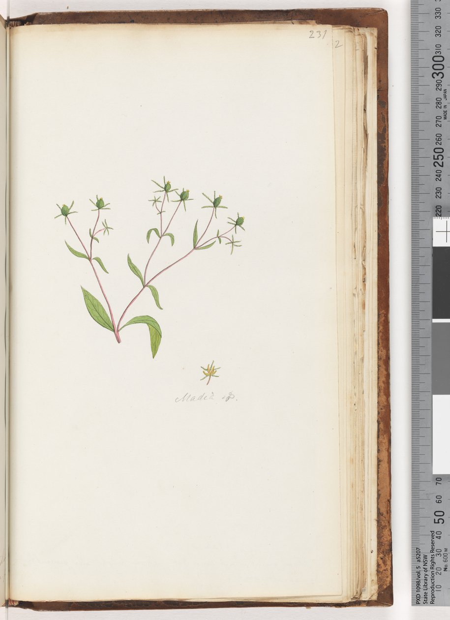 Page 231. Madia sp - Unknown artist