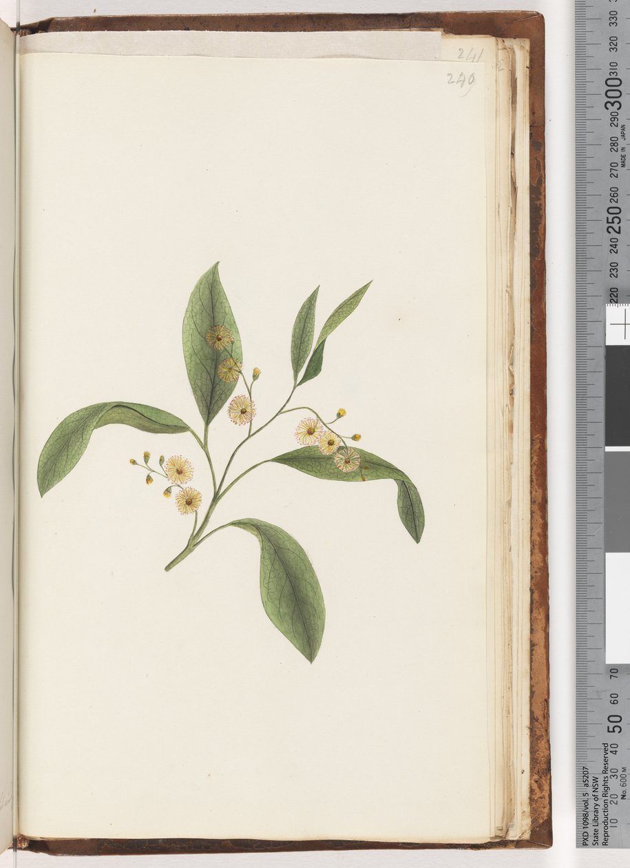 Page 240. Plante non identifiée - Unknown artist