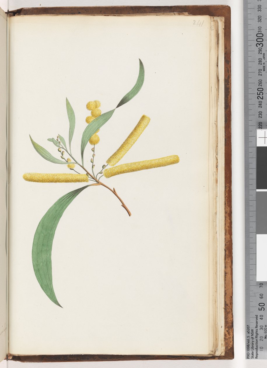 Page 241. Mimosa - Unknown