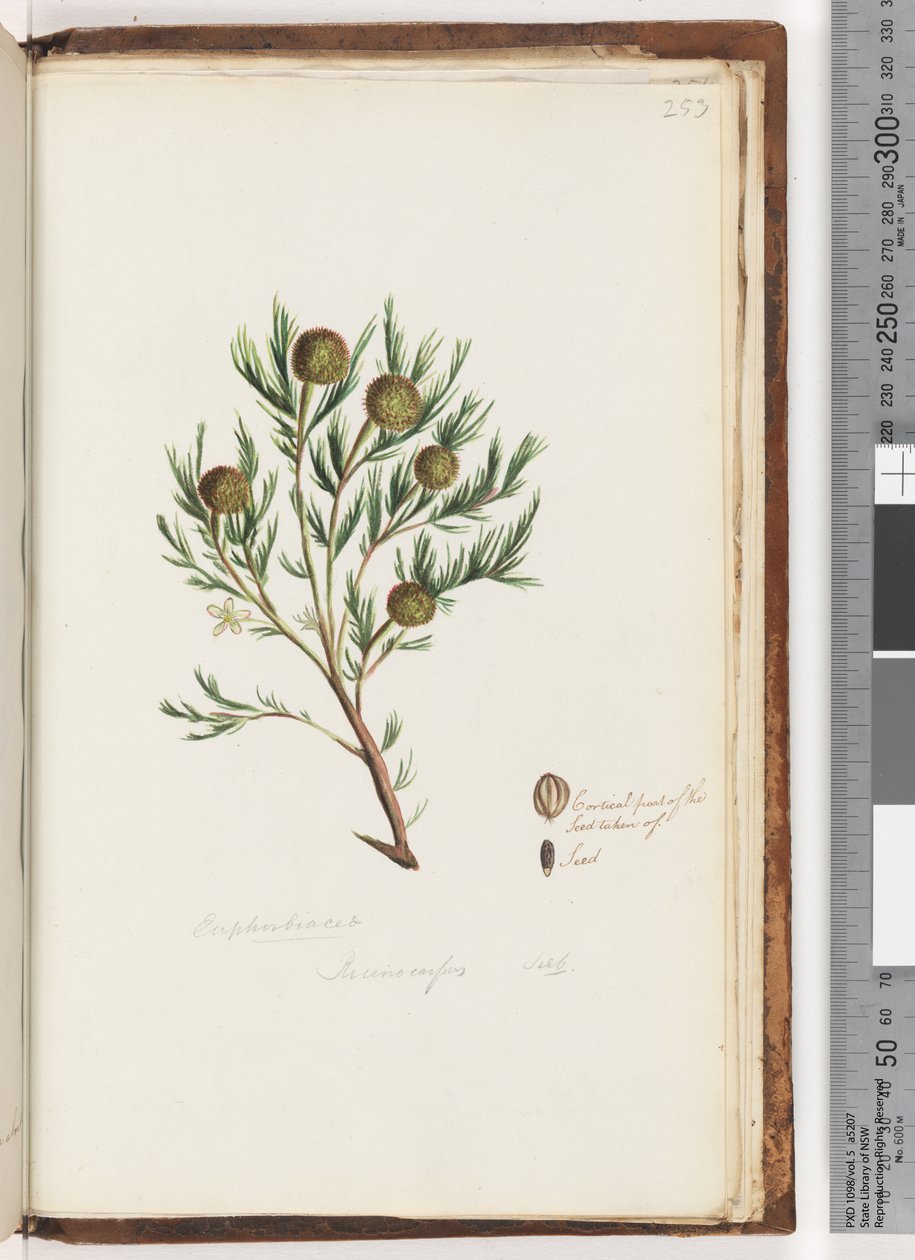 Page 253. Euphorbiaceae / Ricinocarpus ...? / Buisson de mariage - Unknown artist