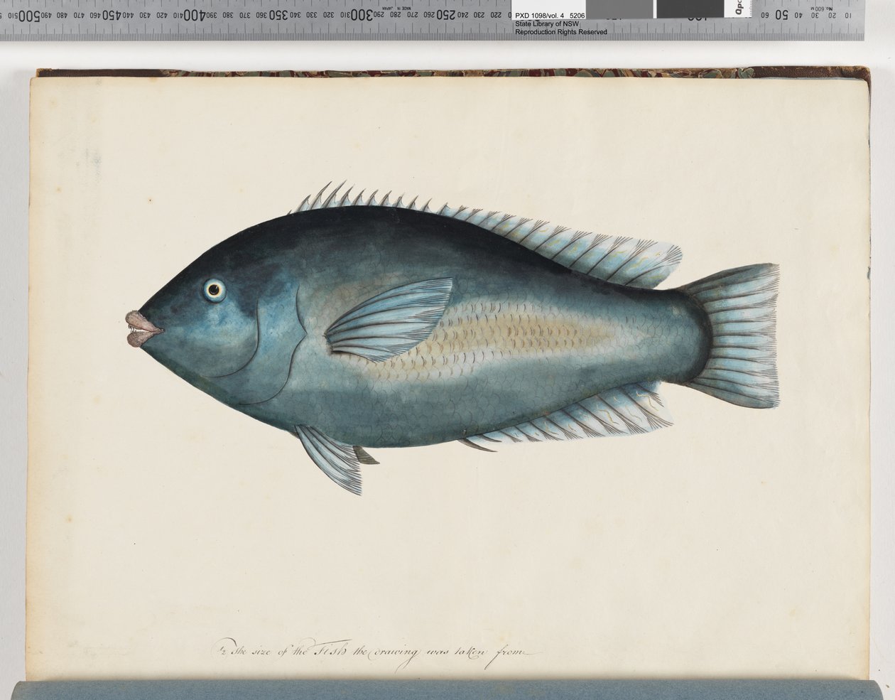 Page 26. Poisson non identifié - Unknown
