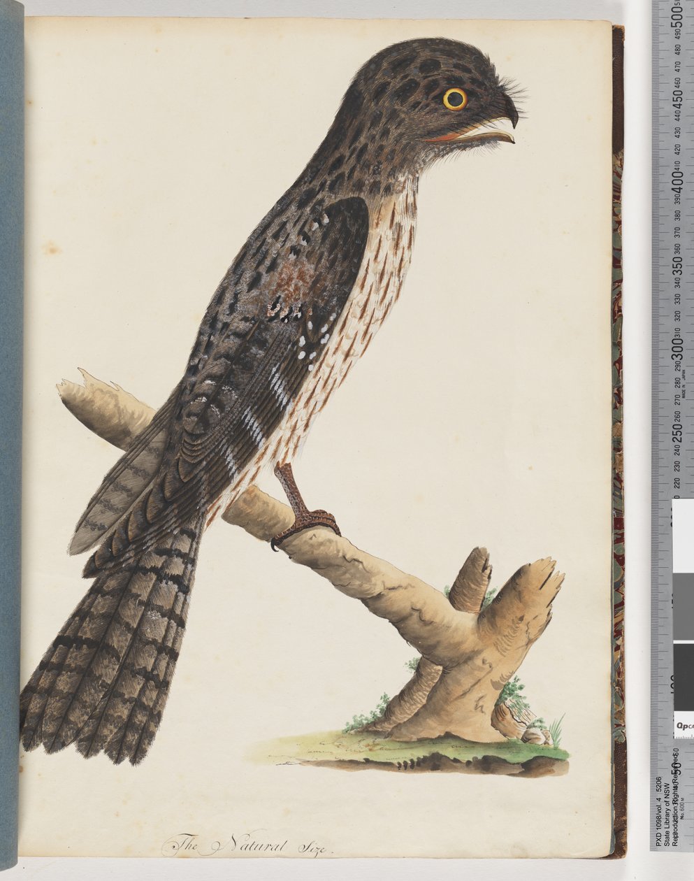Page 33. Podarge gris. Engoulevent gracile - Unknown artist