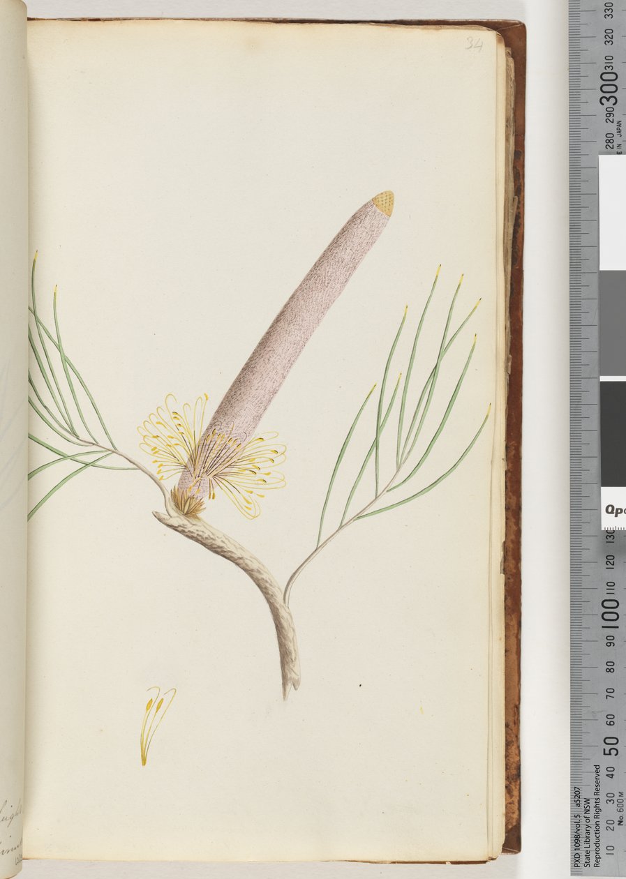 Page 34. Une Banksia - Unknown artist