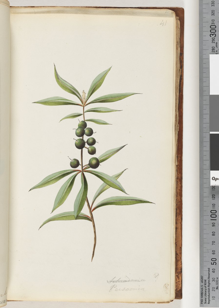 Page 41. Schraderia ? / Persoonia - Unknown artist