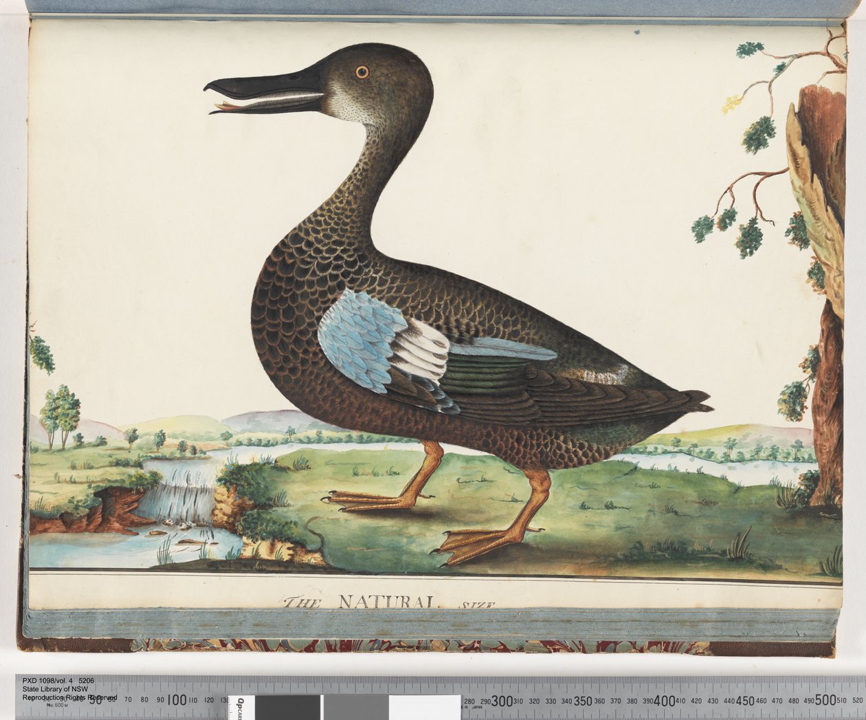 Page 87. Canard - Unknown artist