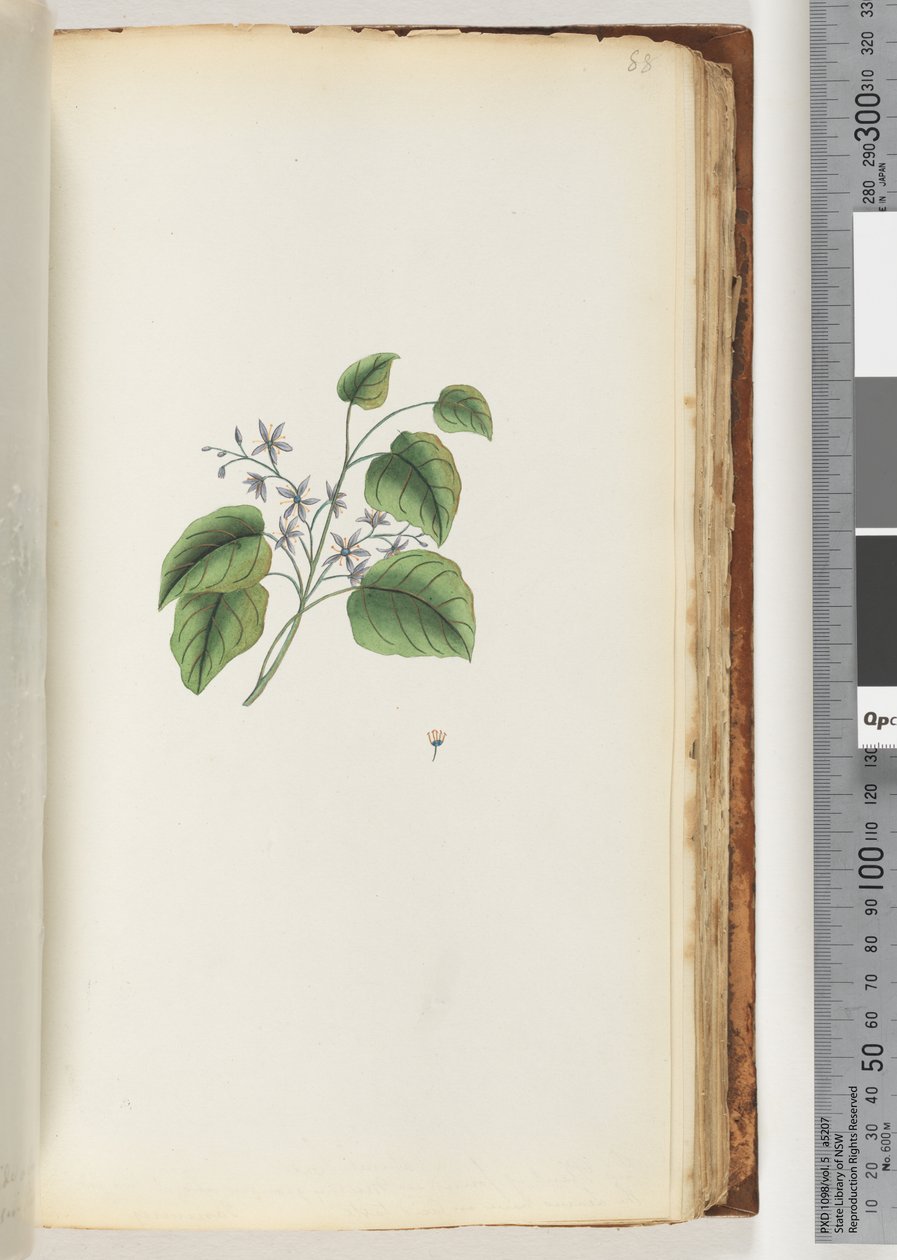 Page 88. Plante non identifiée - Unknown artist