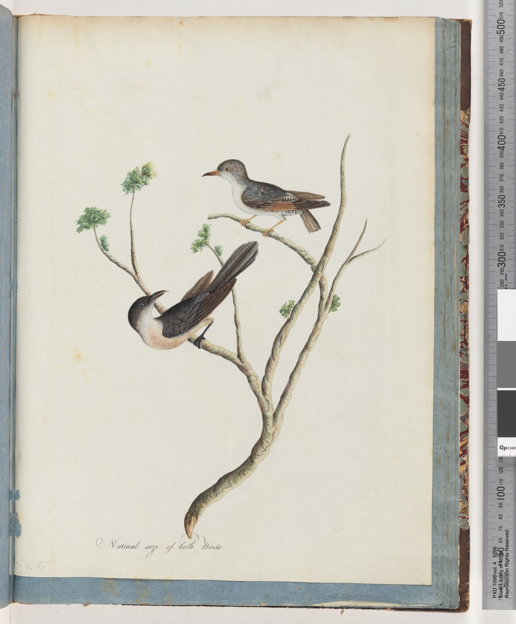 Page 94. Oiseaux non identifiés - Unknown artist