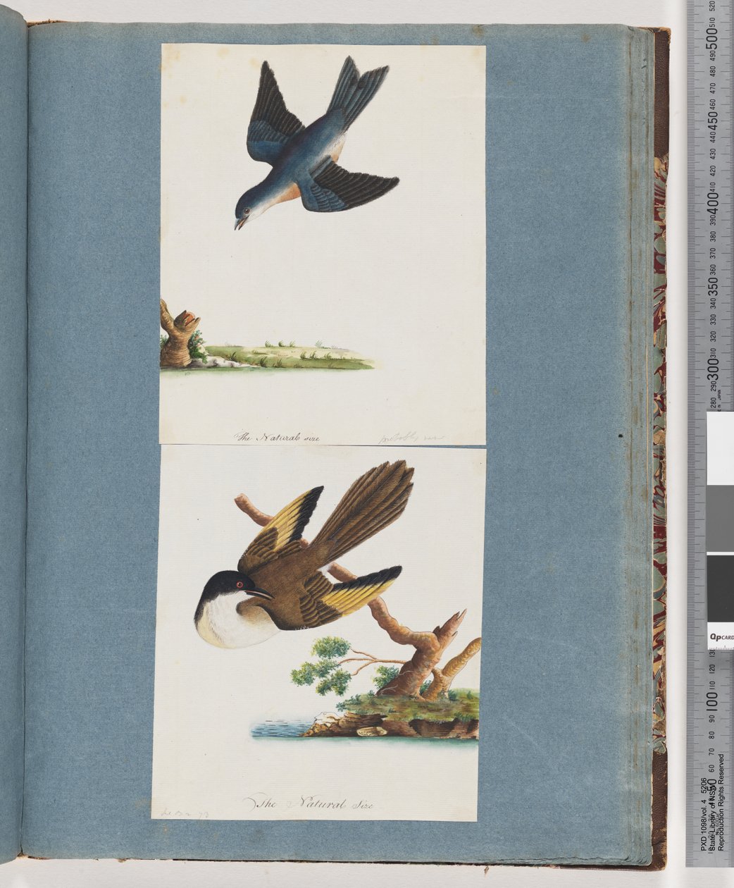 Page 97. Oiseaux non identifiés - Unknown artist