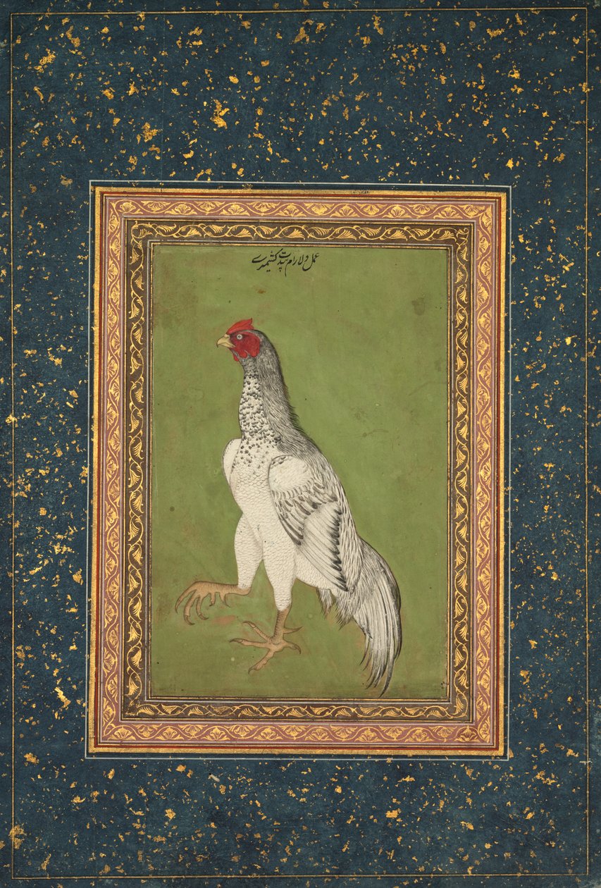 Coq - Unknown artist