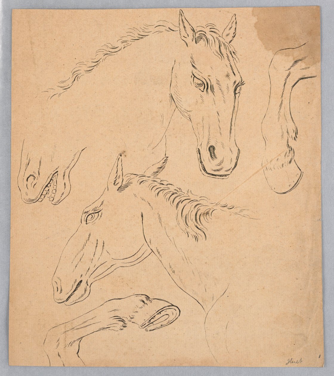 Esquisses de têtes et sabots de chevaux - Unknown artist