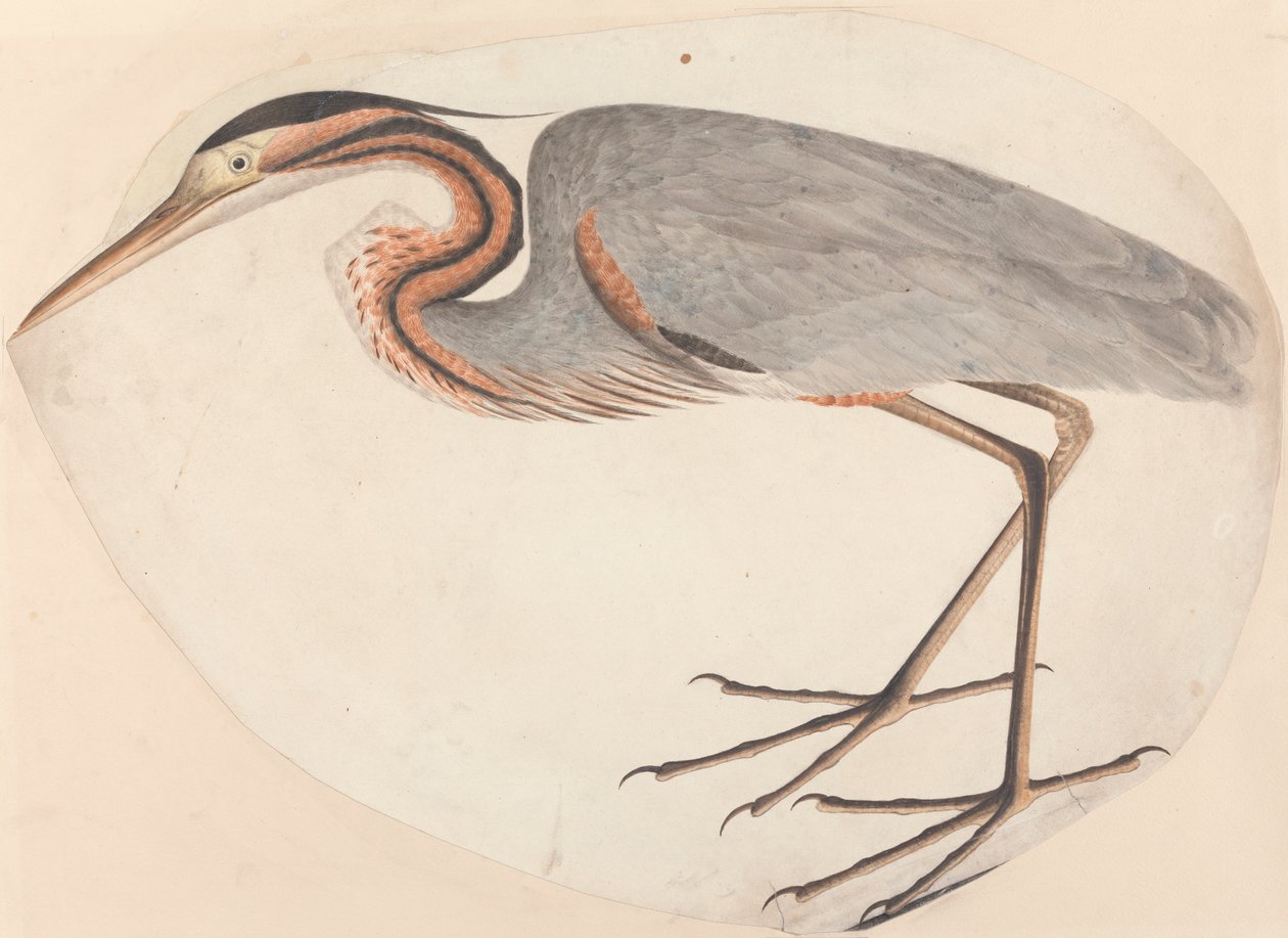Le Héron Pourpré - Unknown artist