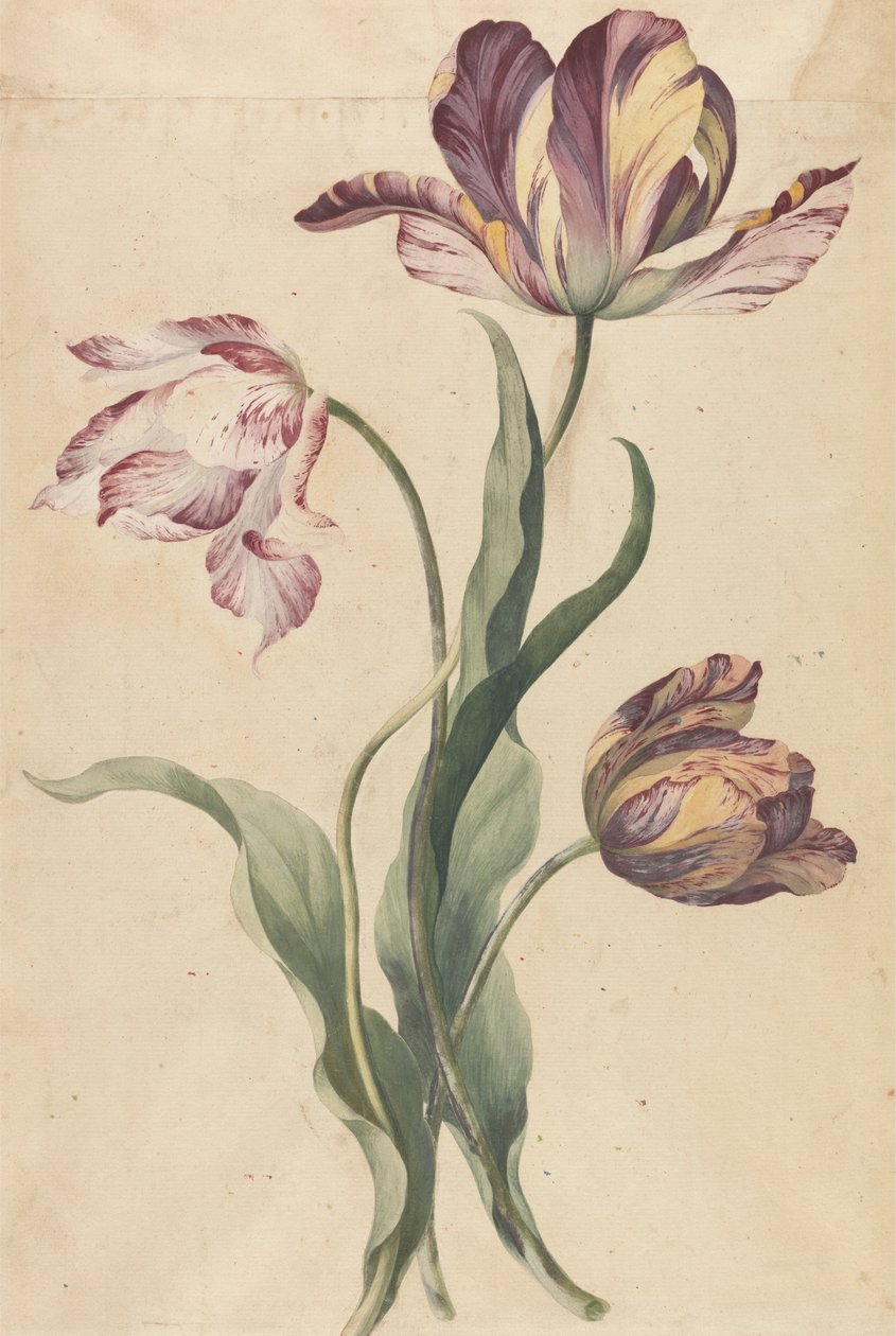 Tulipes - Unknown artist