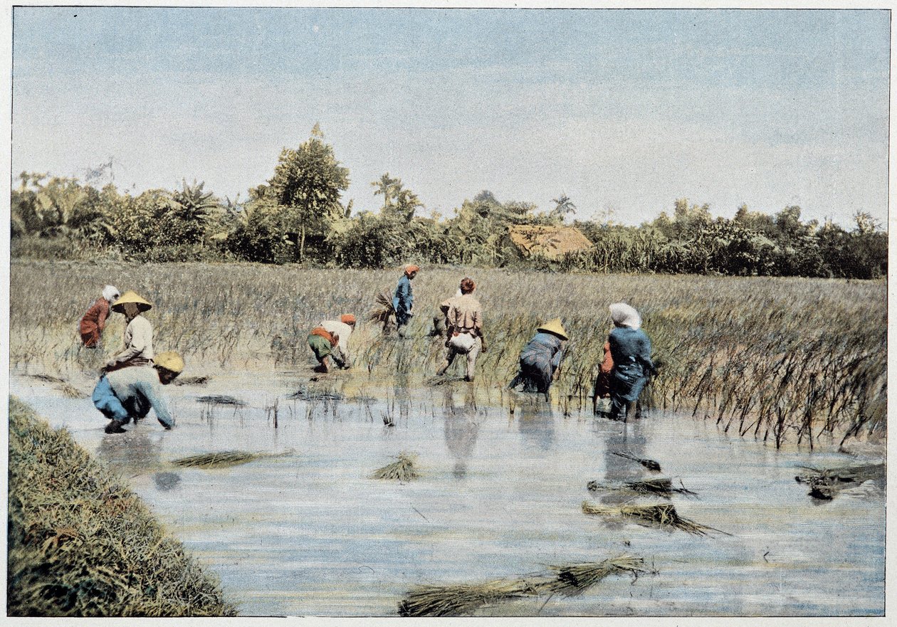 Récolte de riz, Tonkin, fin 19ème siècle - Unknown photographer