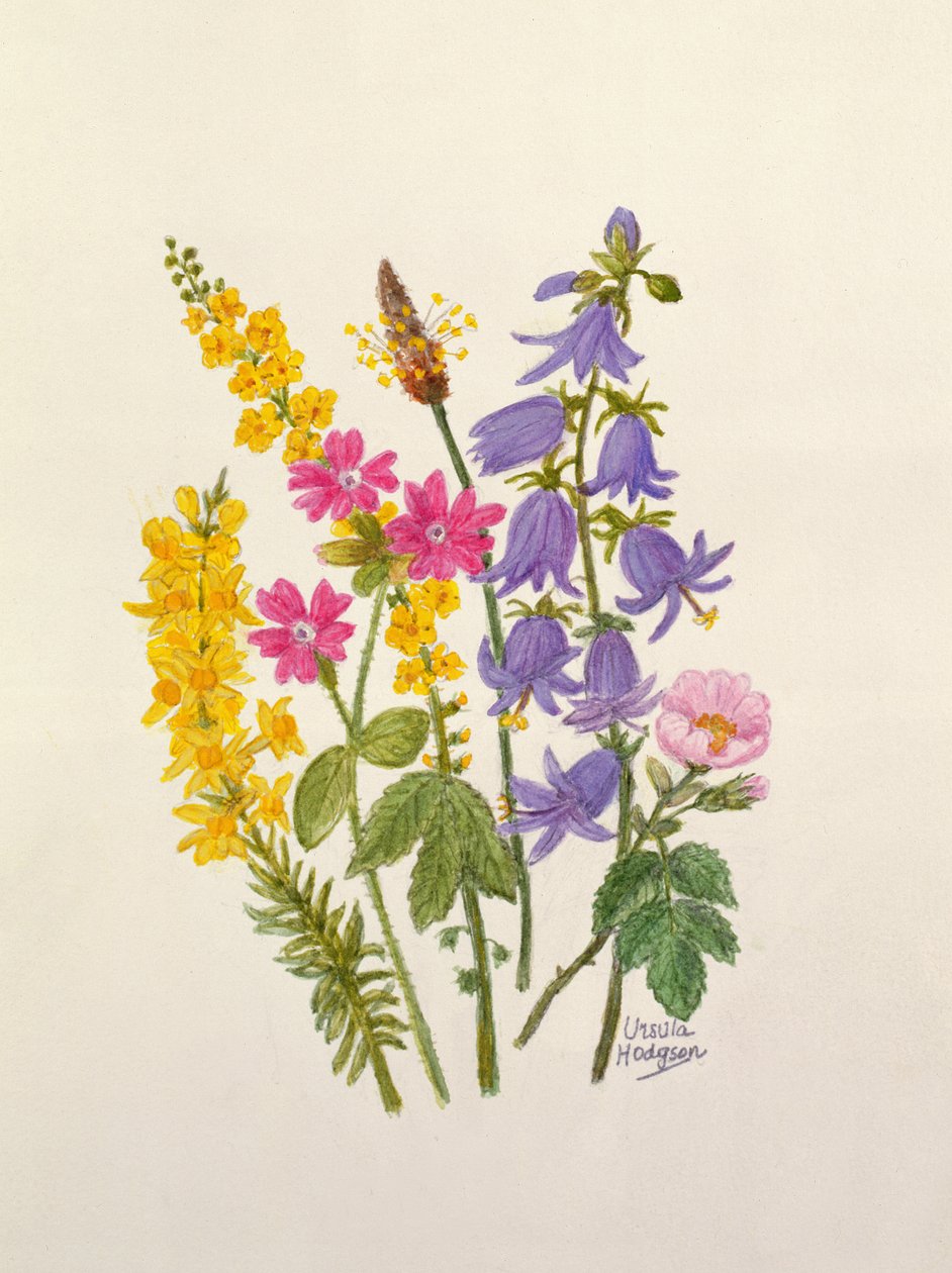 Jacinthes des bois, genêt, herbe Robert et autres fleurs sauvages - Ursula Hodgson
