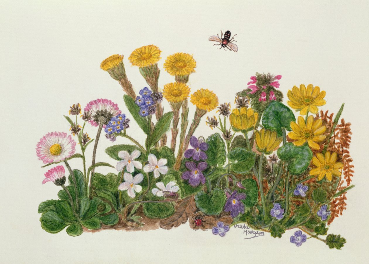 Violettes pourpres et blanches, Marguerite, Celandine et Myosotis - Ursula Hodgson