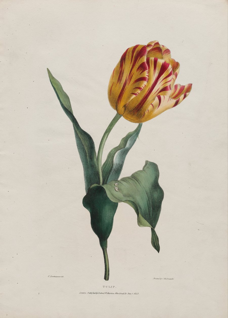 Tulipe - Valentine Bartholomew