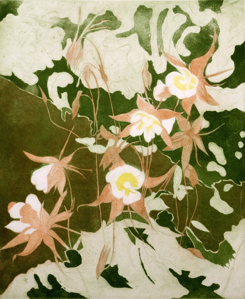 Ancolies - Valerie Daniel