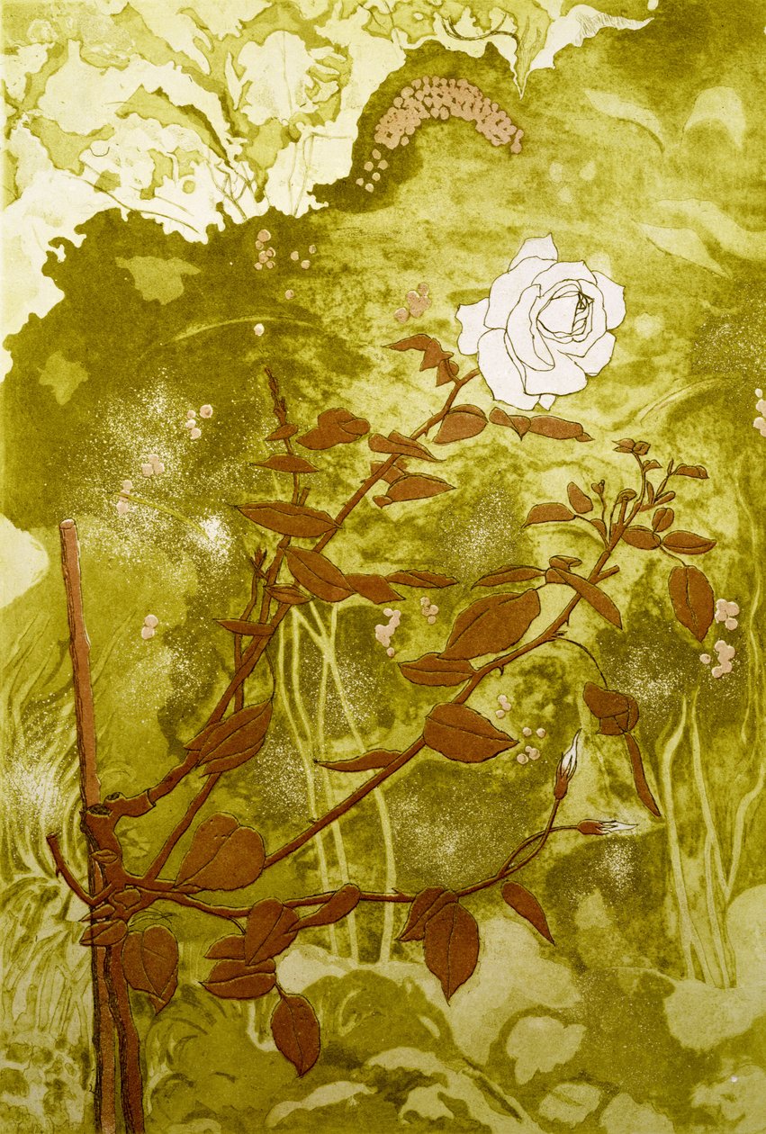 Rose - Valerie Daniel