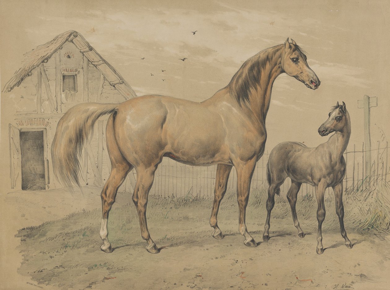 Jument et poulain, 19e siècle - Victor Adam