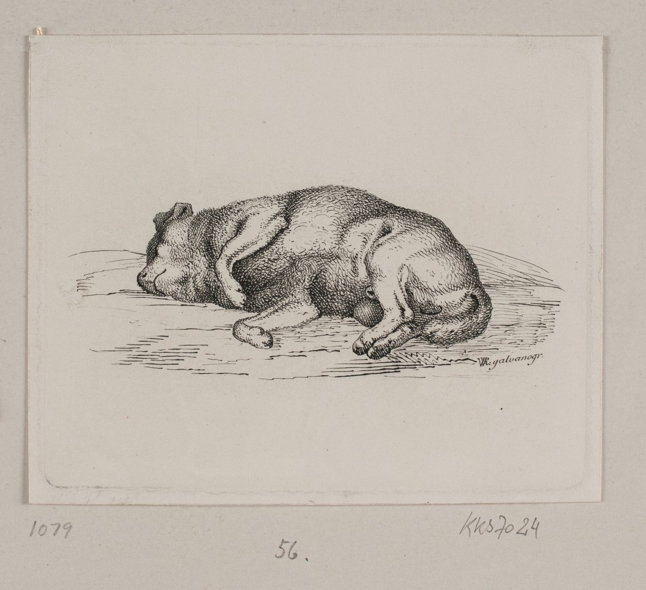 Un chien couché - Vilhelm Kyhn