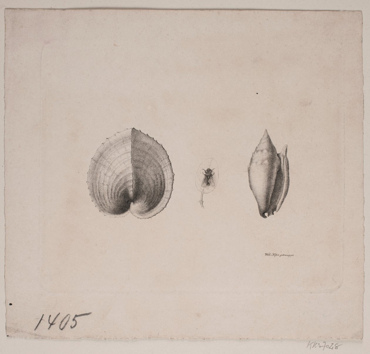 Deux coquillages et une mouche - Vilhelm Kyhn