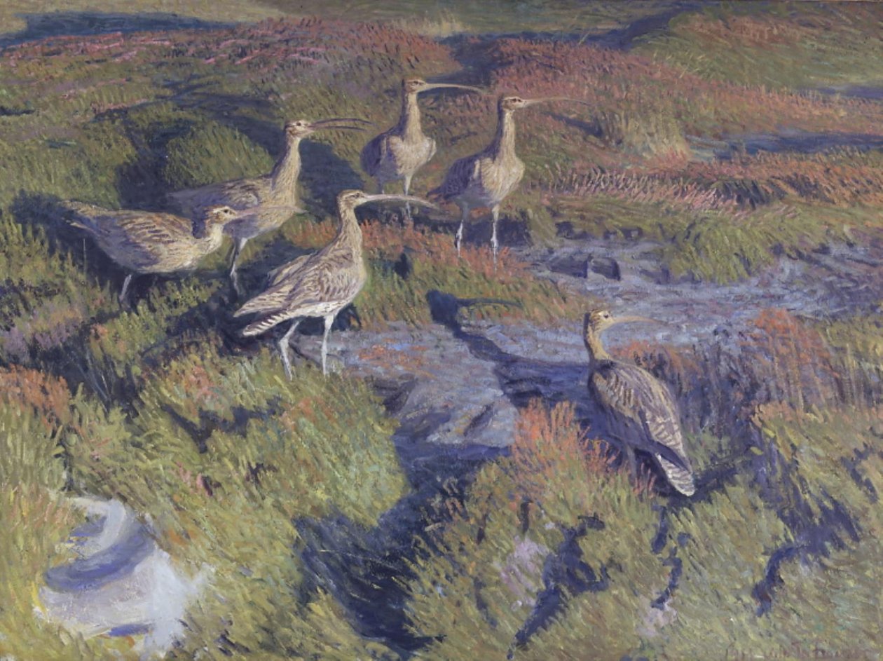Courlis prêts à décoller - Vilhelm Th. Fischer