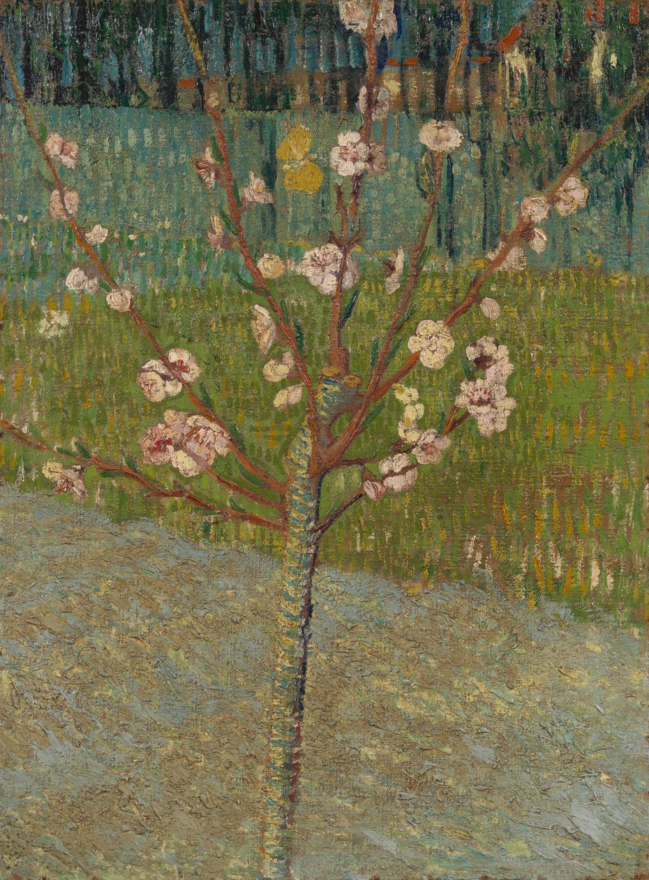 Amandier en fleurs - Vincent van Gogh