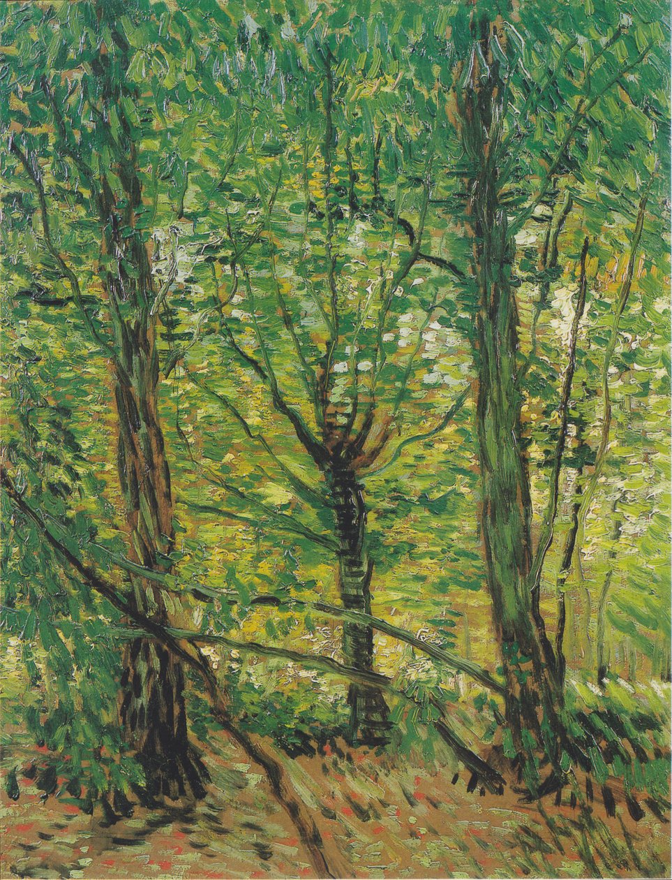 Arbres et sous-bois - Vincent van Gogh
