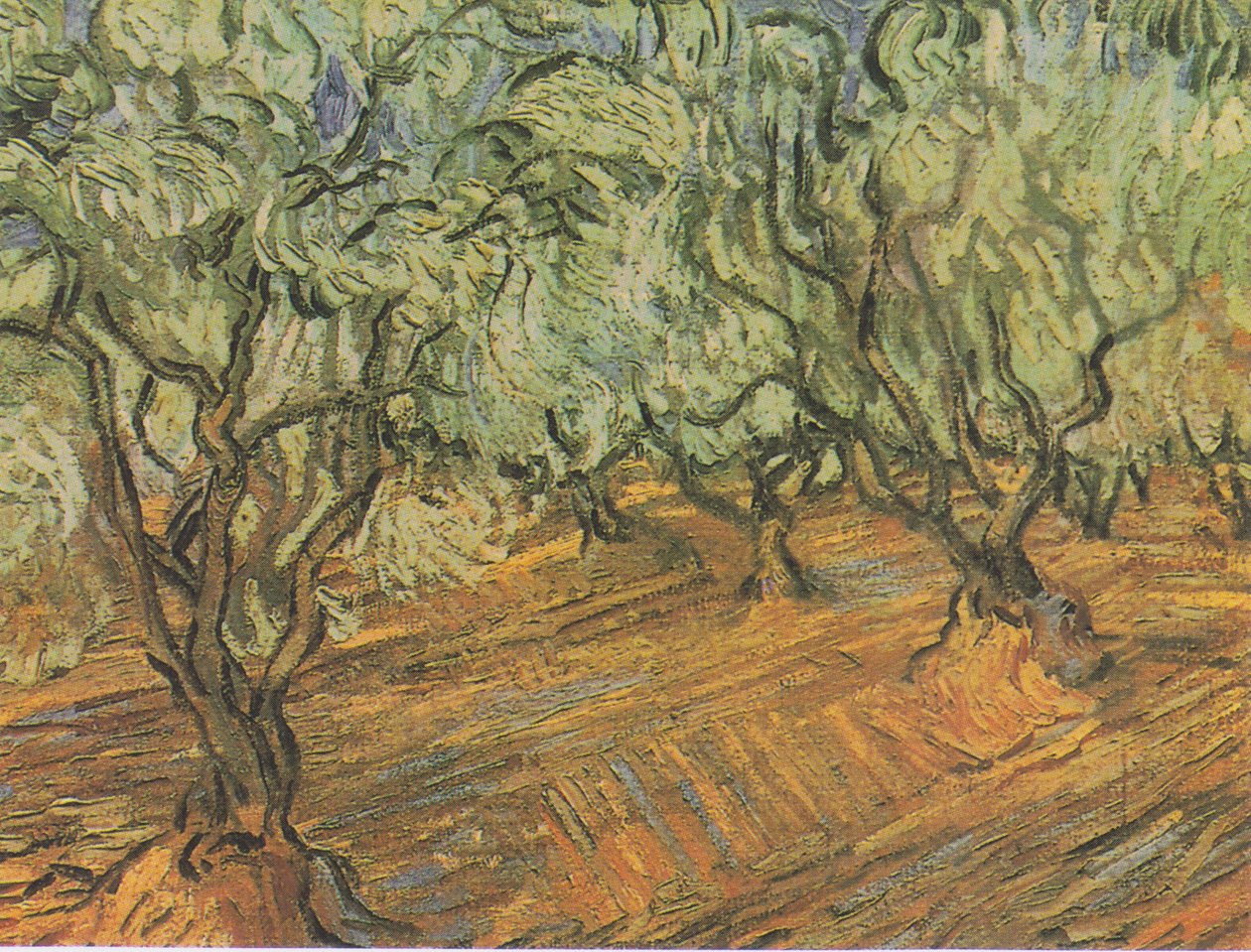 Oliveraie sous un ciel bleu - Vincent van Gogh