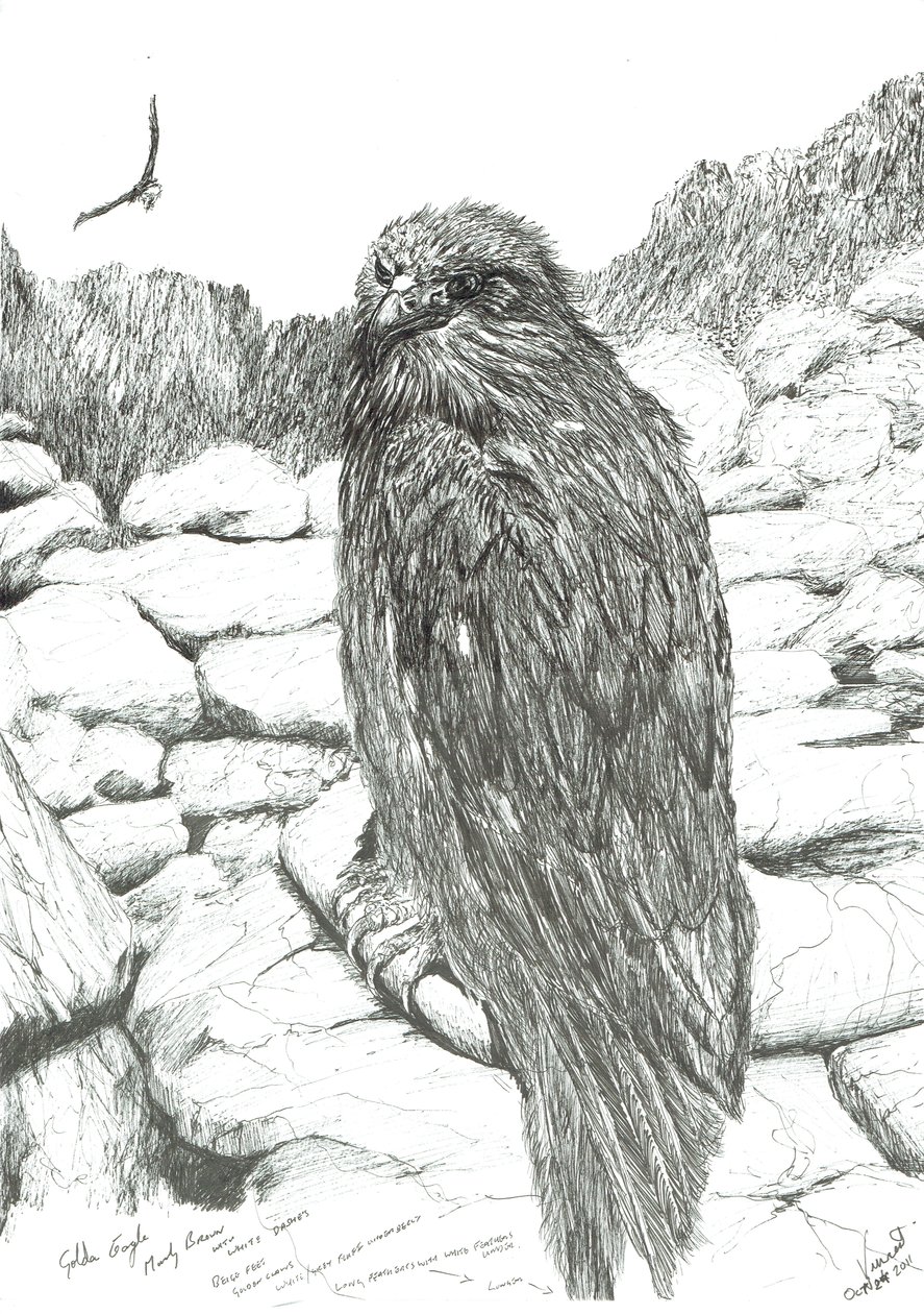 Aigles des Highlands, 2011 - Vincent Alexander Booth