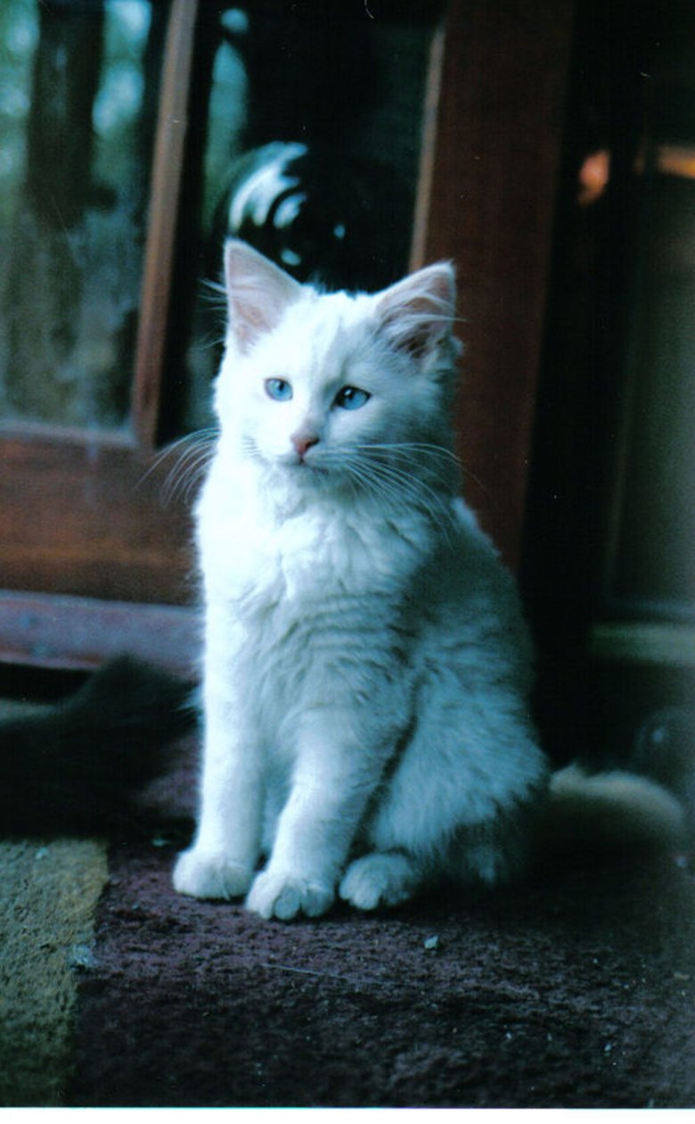 Chaton de glace, 2006 - Vincent Alexander Booth