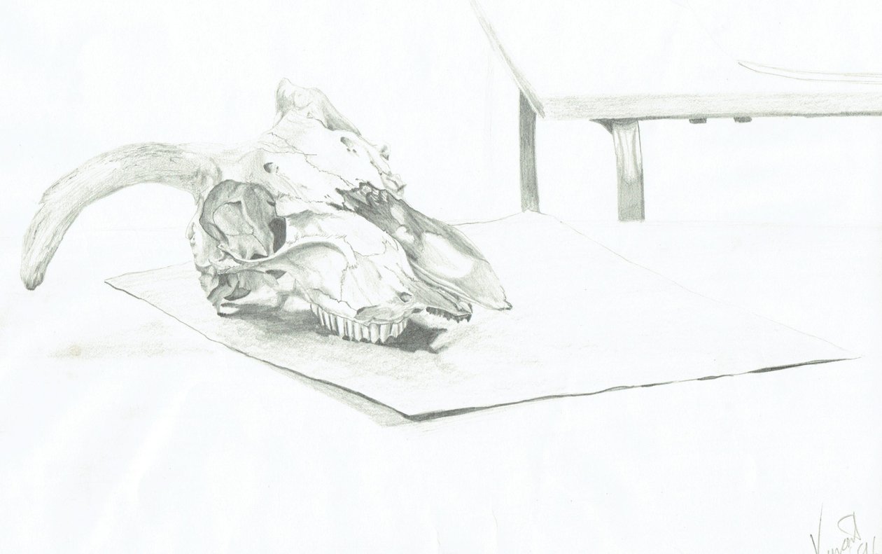 Crâne - Vincent Alexander Booth