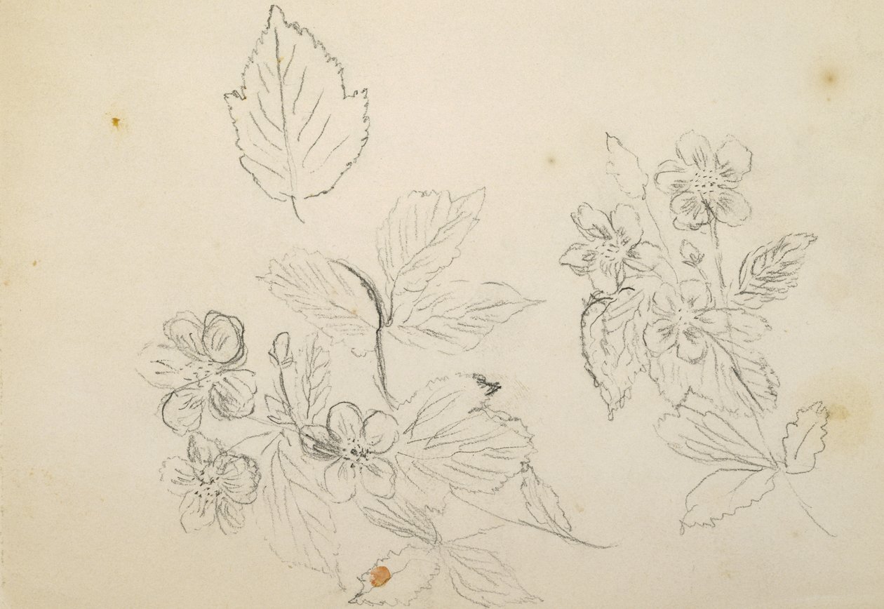 Étude de fleurs, 1869-1871 - Vincent Colyer