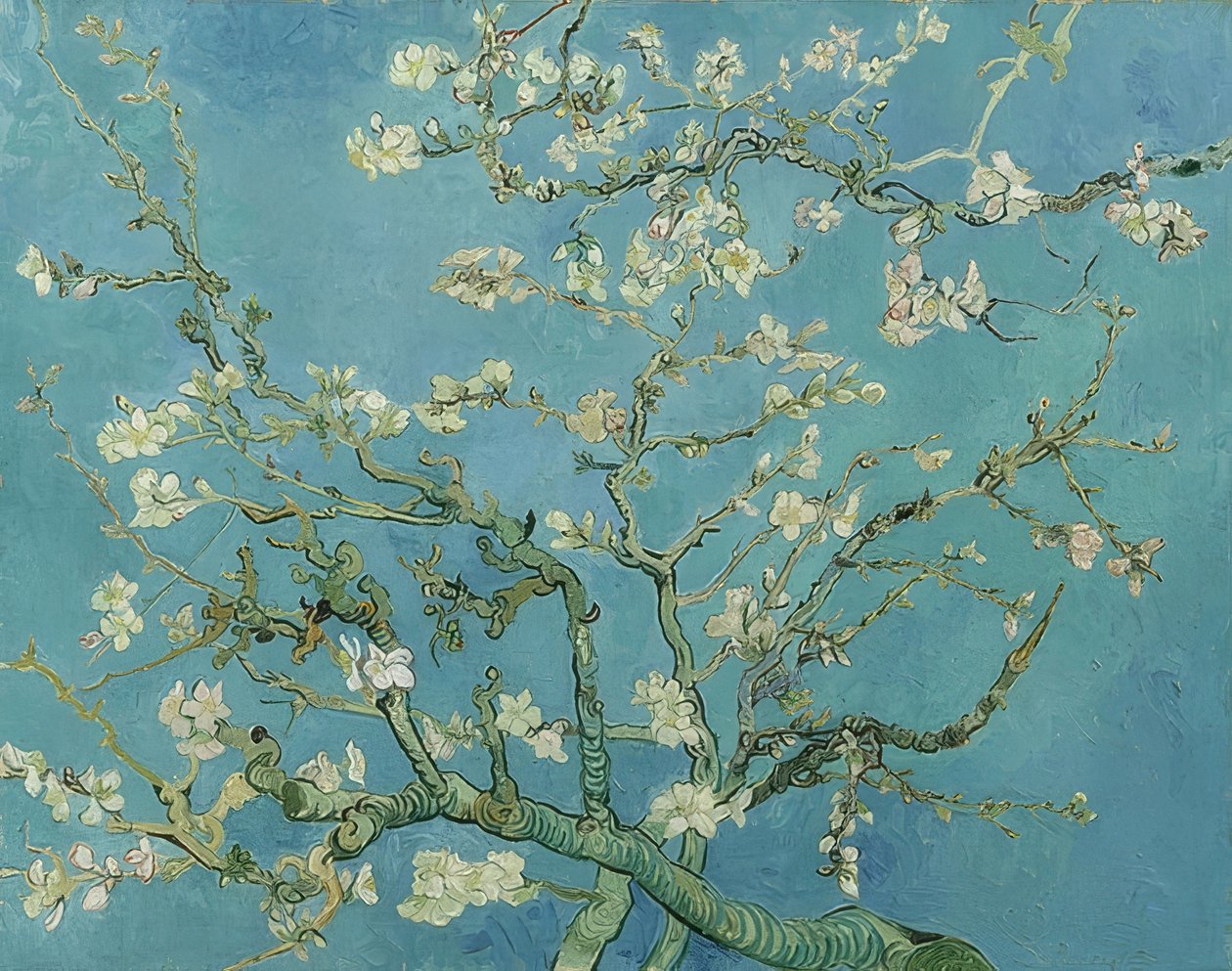 Fleurs d