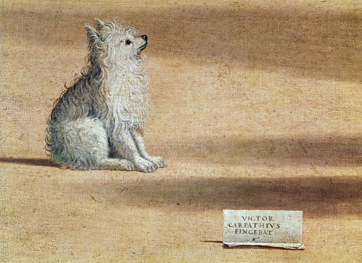 Vision de Saint Augustin, détail du chien, 1502-08 - Vittore Carpaccio