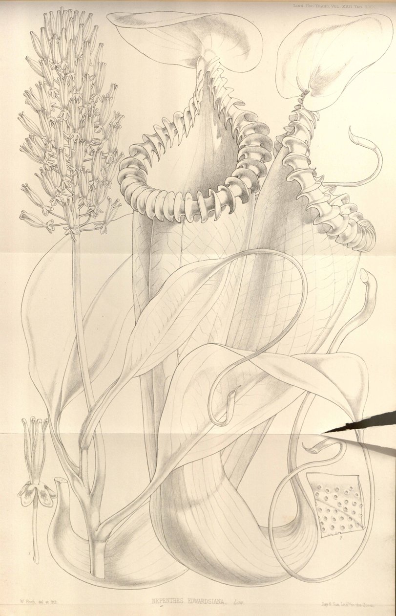 Nepenthes edwardsiana des Transactions de la Linnean Society of London, vol. 22 - W.H. Fitch