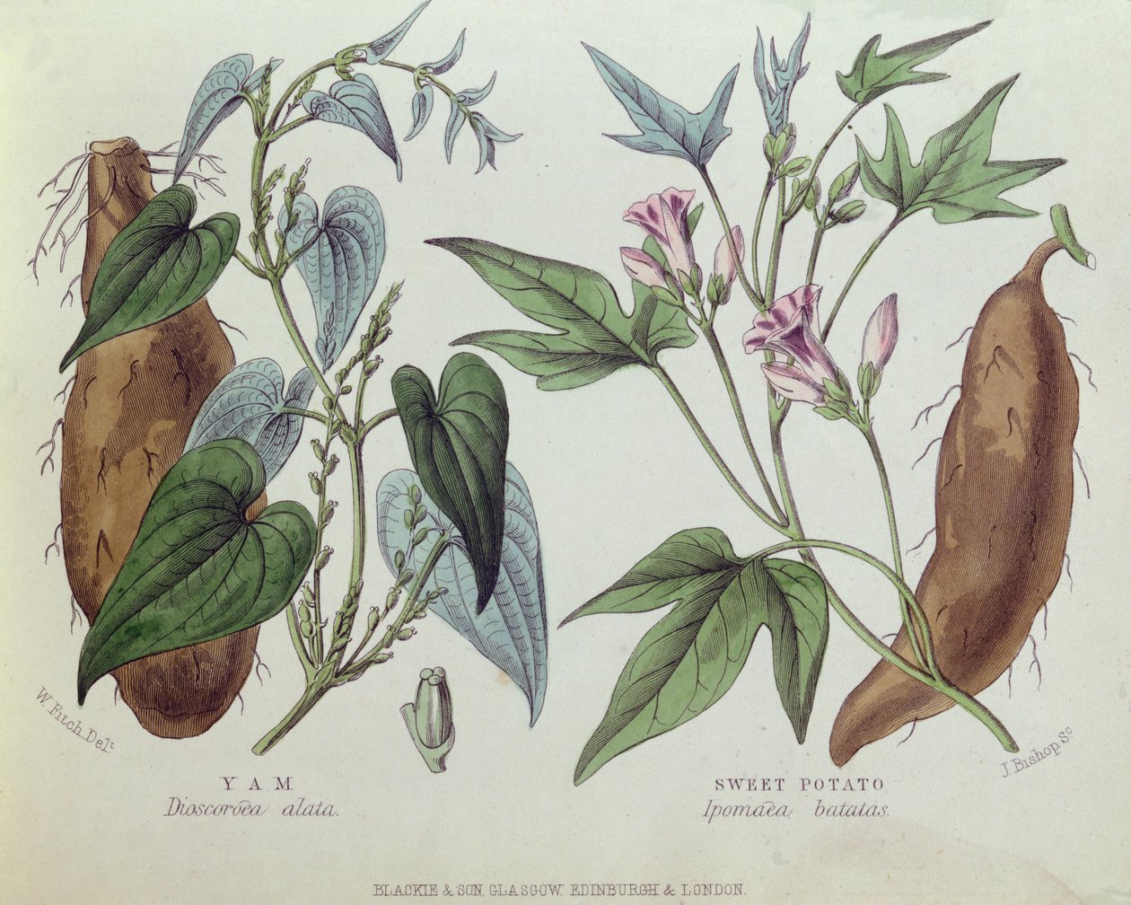 Igname et patate douce - W. Fitch