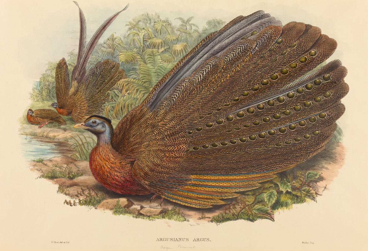 Faisan Argus (Argusianus Argus) - W. Hart