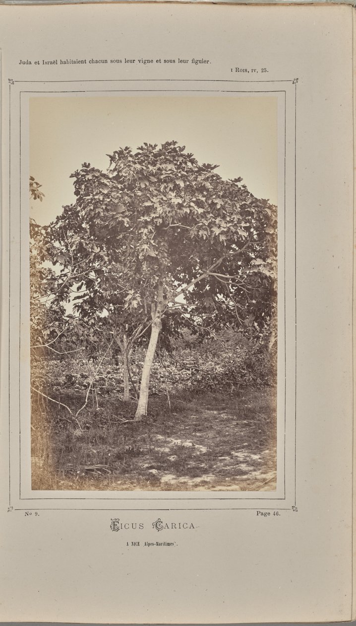 Ficus carica, à Nice (Alpes-Maritimes) - W. de Bray