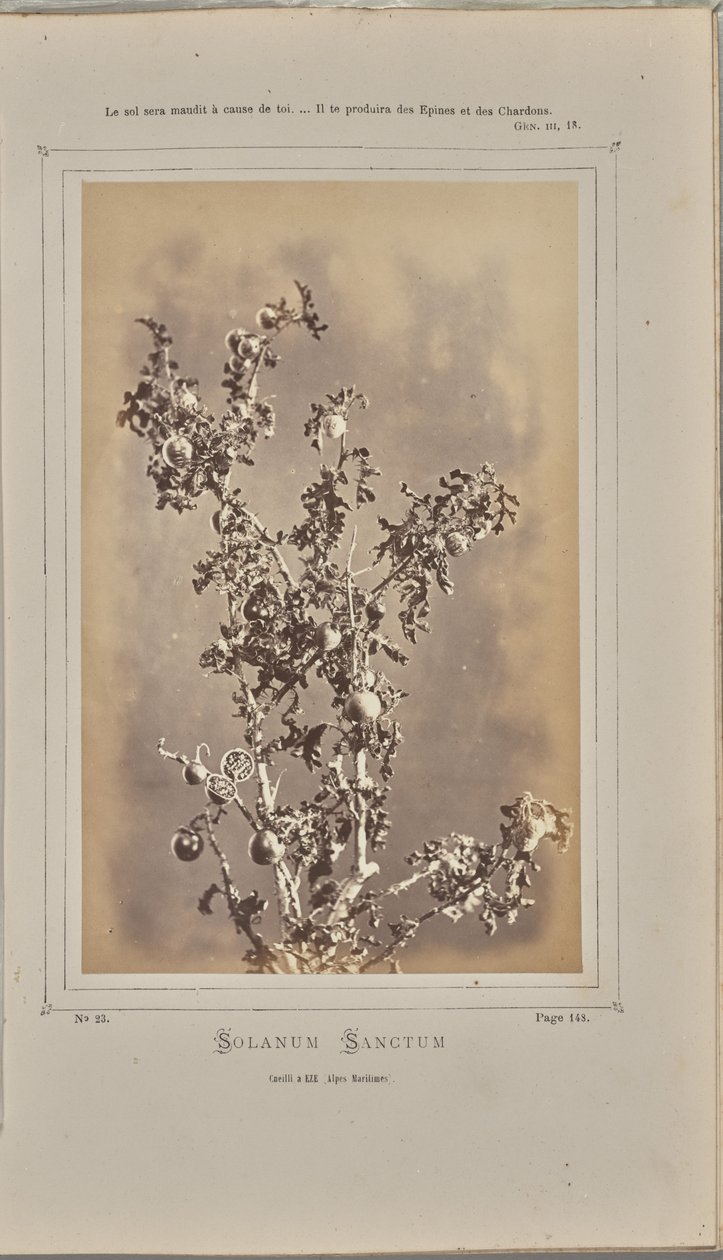Solanum sanctum, cuelli à Èze (Alpes-Maritimes) - W. de Bray