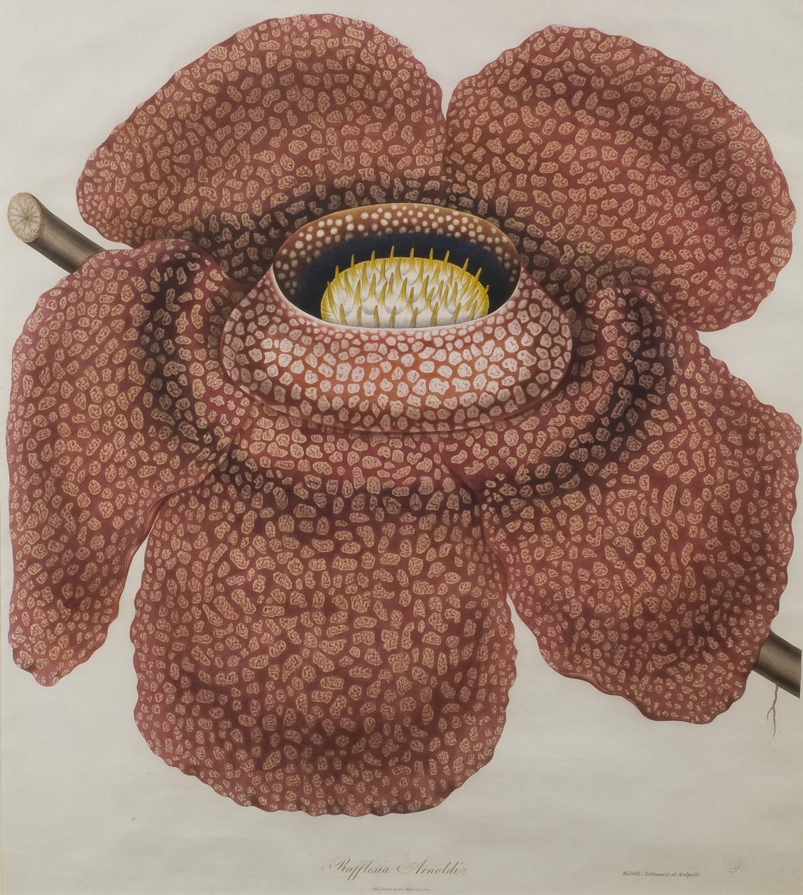 Fleur de Rafflesia arnoldii - Waldell
