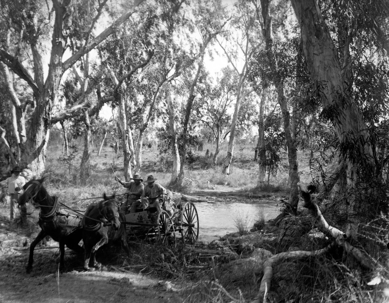 Traversée de Salt Creek près de la rivière Roper, Arnhem Land oriental, Australie, juillet 1911 - Walter Baldwin Spencer