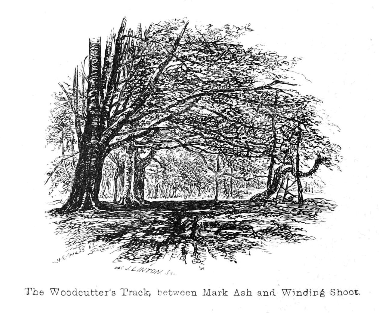 Le Chemin des bûcherons, entre Mark Ash et Winding Shoot - Walter Crane