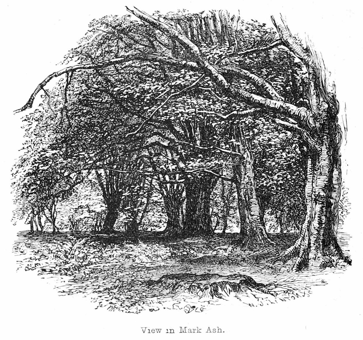 Vue dans le bois de Mark Ash - Walter Crane