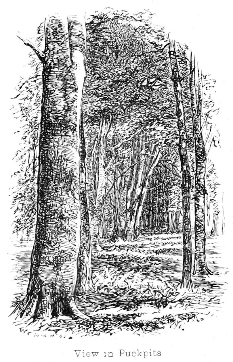 Vue dans le bois de Puckpits - Walter Crane