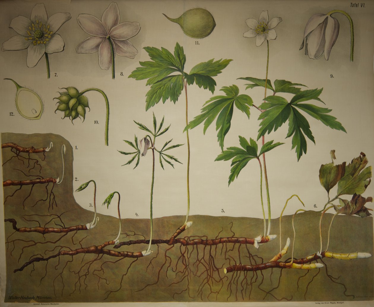 Schmeils Botanische Wandtafeln Anatomische Reihe - Walter Heubach